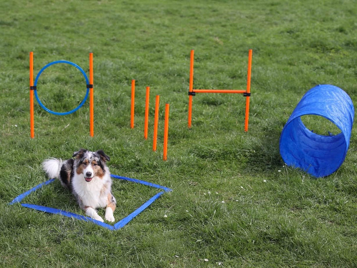 Lemodo Agility Set für kleine und mittlere Hunde | Hundetraining mit Agility Hürde, Hundetunnel und
