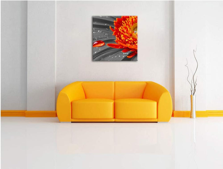 Pixxprint Wassertropfen auf Gerbera als Leinwandbild Quadratisch/Grösse: 70x70 / Wandbild/Kunstdruck