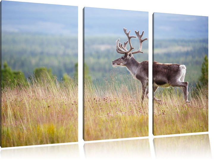 Pixxprint Rentier in Norwegen als Leinwandbild | Grösse: 3 Teilig (120x80) | Wandbild| Kunstdruck |