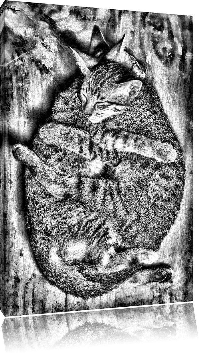 Pixxprint Monocrome, Kuschelnde Katzen, Format: 100x70 auf Leinwand, riesige Bilder fertig gerahmt m