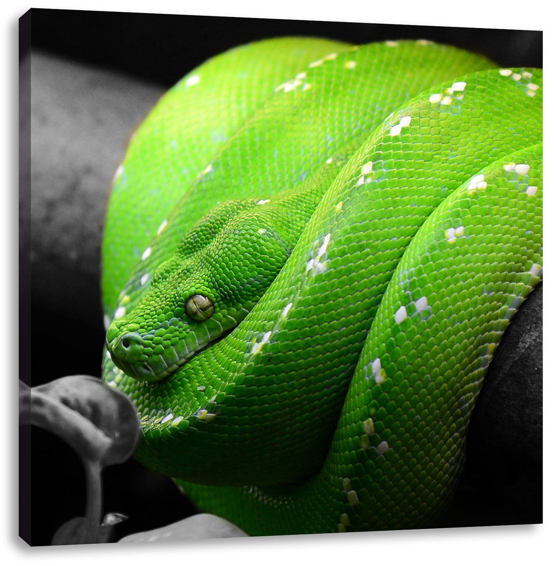 Pixxprint Grüne exotische Schlange als Leinwandbild/Grösse: 70x70 cm/Wandbild/Kunstdruck/fertig besp