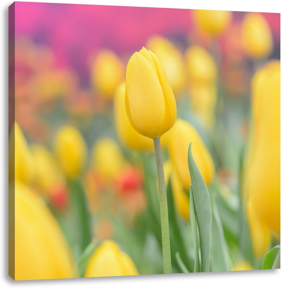 Gelbe Tulpen im Frühling, Format: 70x70 auf Leinwand, XXL riesige Bilder fertig gerahmt mit Keilrahm