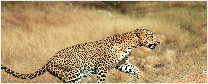 wandmotiv24 Leinwandbild Sri-Lankischer Leopard 100x40cm (BxH) Bilder auf Leinwand, Dekoration Wohnu