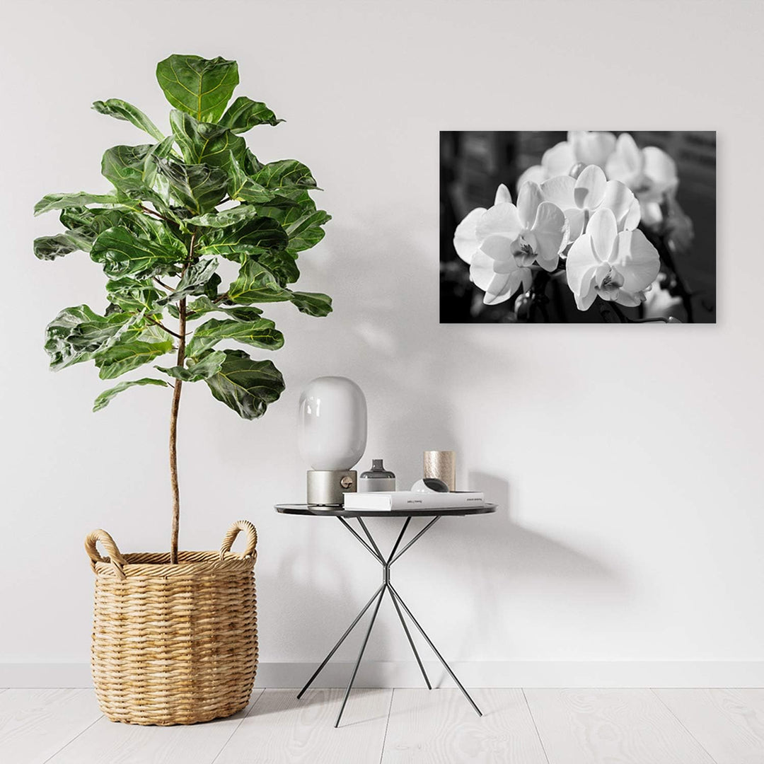 Feeby Bild auf Leinwand Orchideen Kunstdruck modern schwarz-weiss 80x60 cm Leinwandbild 80x60 cm sch