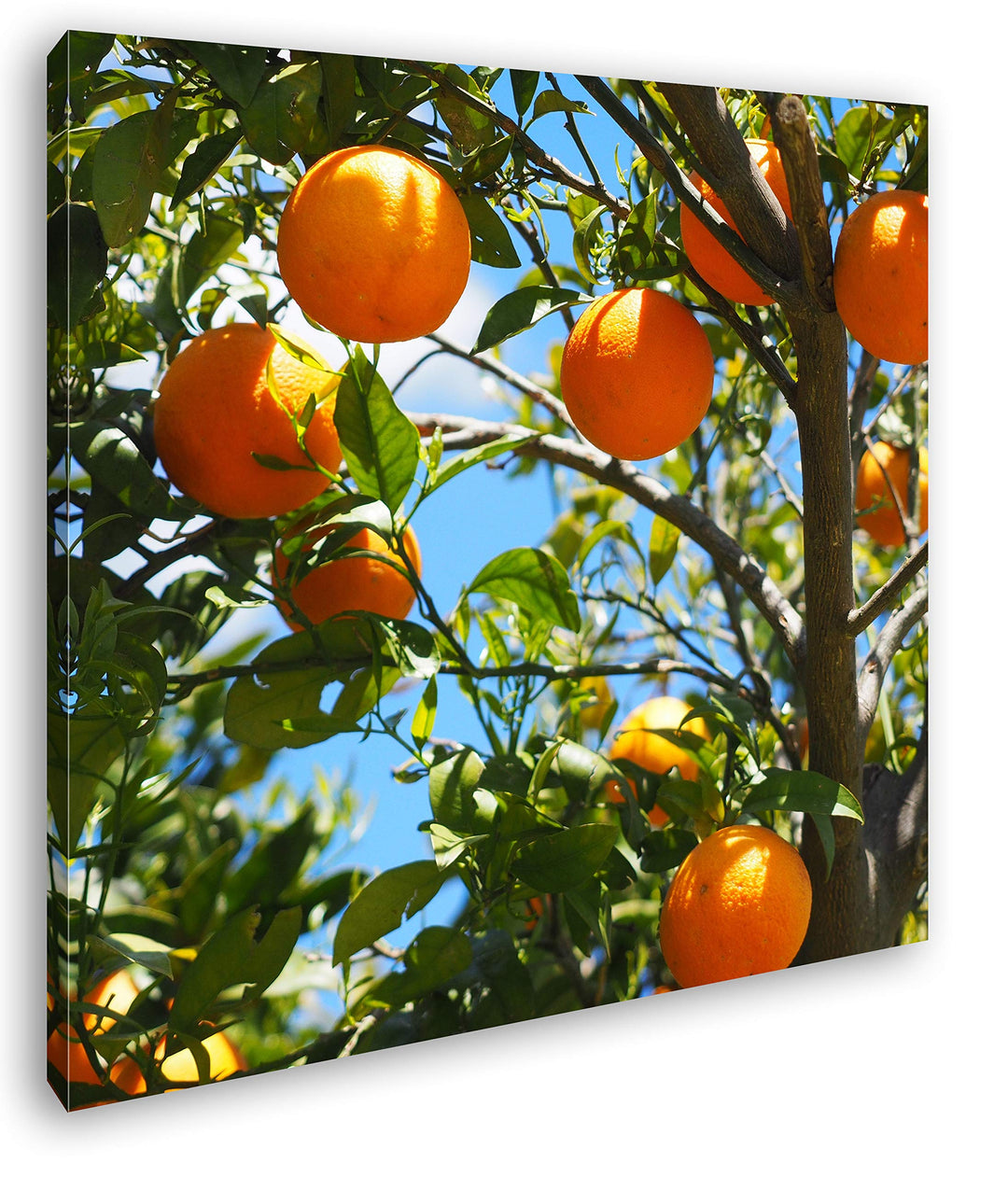 deyoli Orangenbaum mit Reifen Früchten Format: 70x70 als Leinwand, Motiv fertig gerahmt auf Echtholz