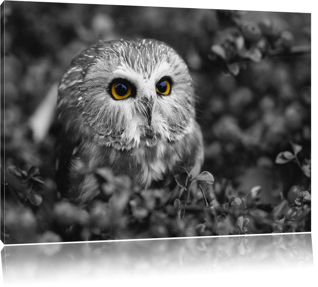 junger Kauz im Vogelbeerstrauch schwarz/weiss Format: 100x70 auf Leinwand, XXL riesige Bilder fertig