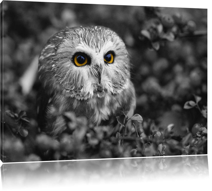 junger Kauz im Vogelbeerstrauch schwarz/weiss Format: 100x70 auf Leinwand, XXL riesige Bilder fertig