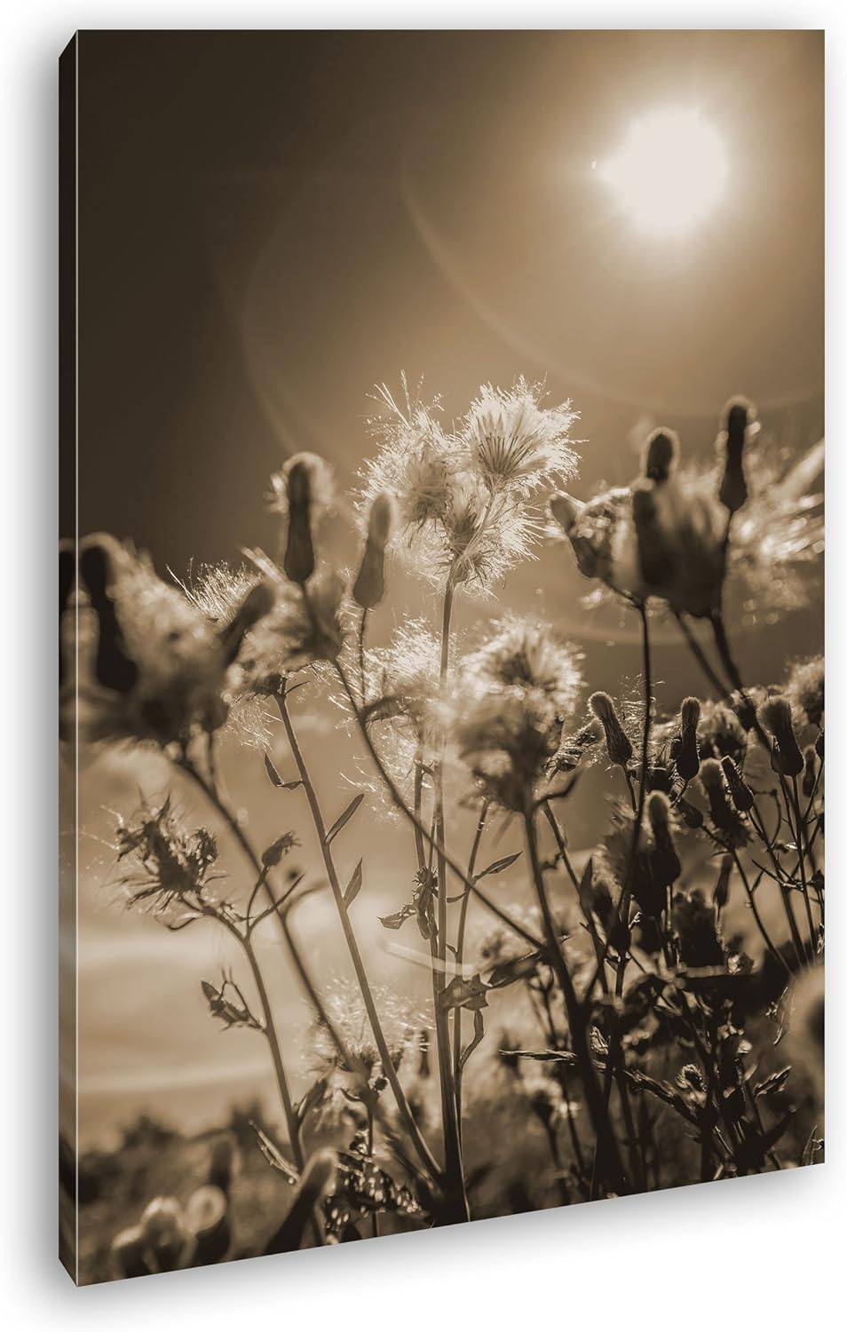 deyoli blühende Natur Format: 80x60 Effekt: Sepia als Leinwand, Motiv fertig gerahmt auf Echtholzrah