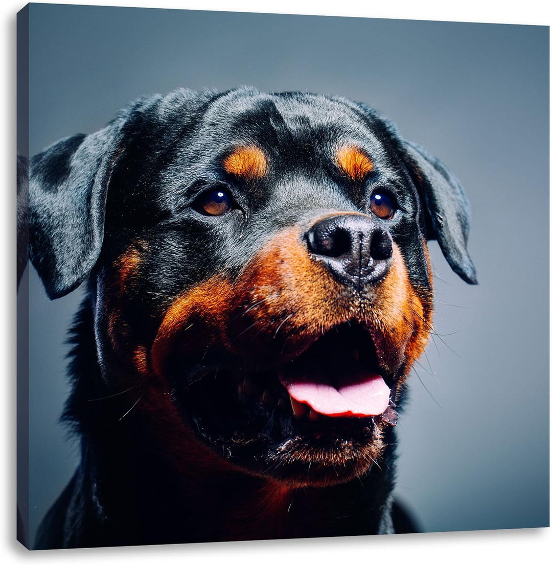 Treuer Rottweiler, Format: 70x70 auf Leinwand, XXL riesige Bilder fertig gerahmt mit Keilrahmen, Kun