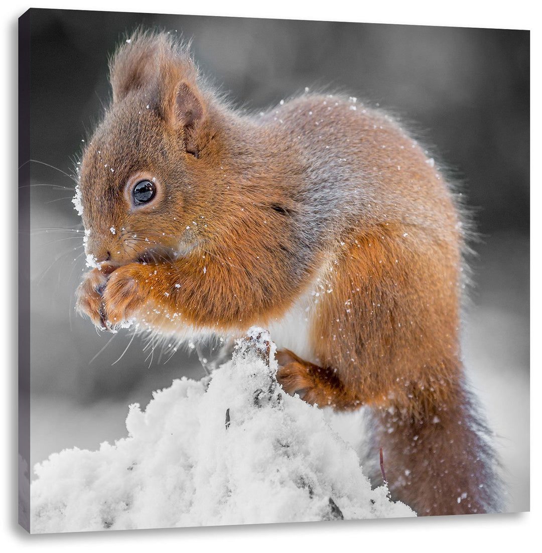 Pixxprint Kleines Eichhörnchen im Winter als Leinwandbild Quadratisch/Grösse: 70x70 / Wandbild/Kunst