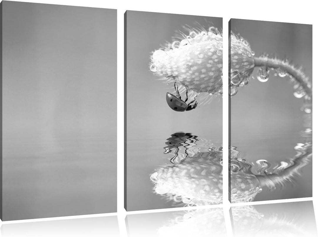 Pixxprint Marienkäfer Mohnblume als Leinwandbild/Grösse: 3 Teilig (120x80) / Wandbild/Kunstdruck/fer