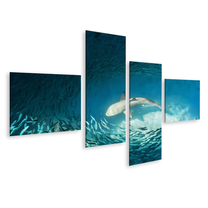 islandburner Bild auf Leinwand Hai Kleine Fische Ozean Natur Hintergrund Bilder Wandbilder Poster Le