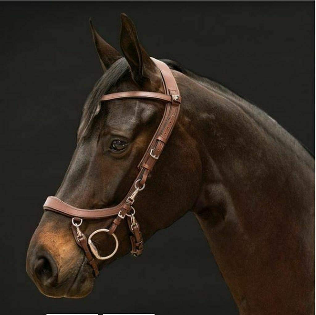 PresTeq FaySport Snaffle Bridle Full Size Brown Full/wb Braun, Full/wb Braun