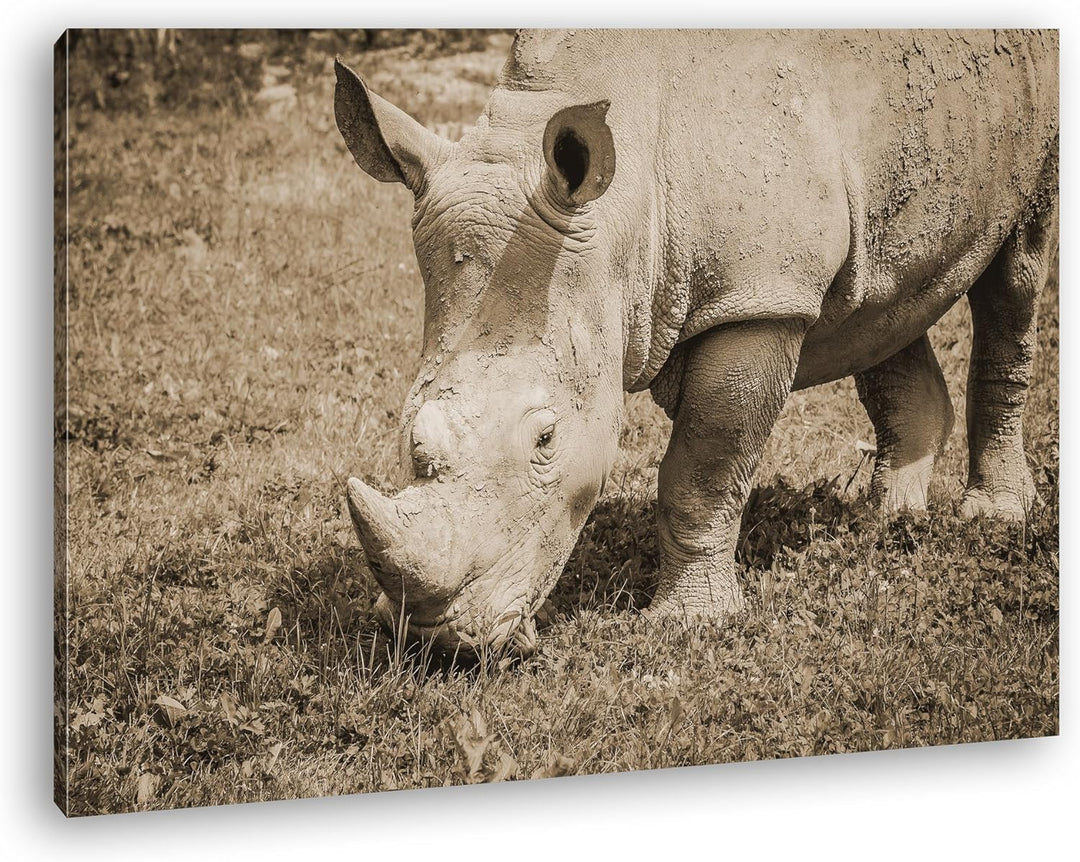 deyoli edles Nashorn Format: 80x60 Effekt: Sepia als Leinwand, Motiv fertig gerahmt auf Echtholzrahm