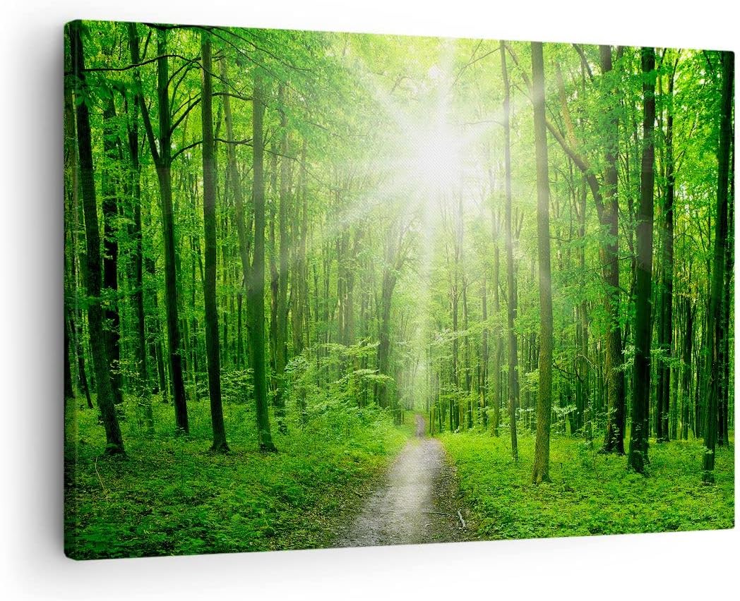 Bilder auf Leinwand Sonnenstrahlen Wald Sommer Leinwandbild 70x50cm Wandbilder Dekoration Wohnzimmer