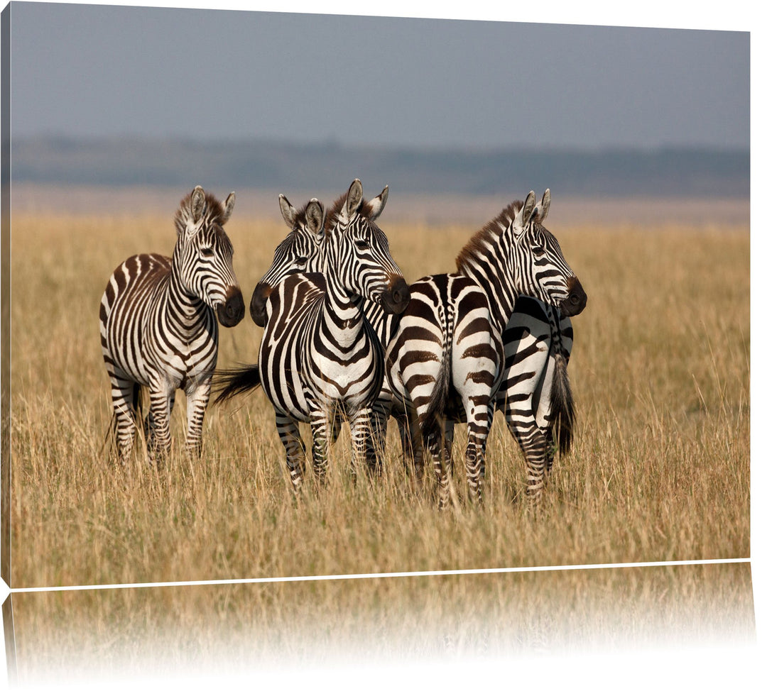 kleine Zebrahorde Leinwand, XXL riesige Bilder fertig gerahmt mit Keilrahmen, Kunstdruck auf Wandbil