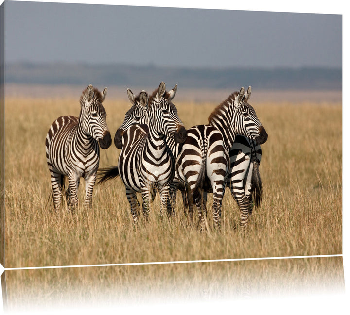 kleine Zebrahorde Leinwand, XXL riesige Bilder fertig gerahmt mit Keilrahmen, Kunstdruck auf Wandbil