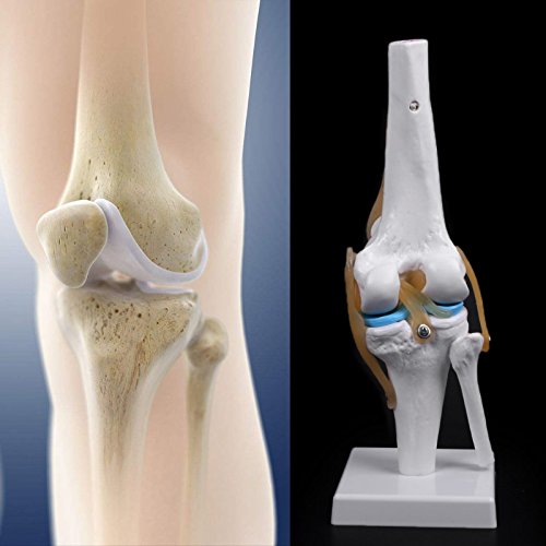 Lebensgrosses Kniegelenkmodell Menschliches Funktionsbandmodell für Skelettanatomiestudien Lehren Si