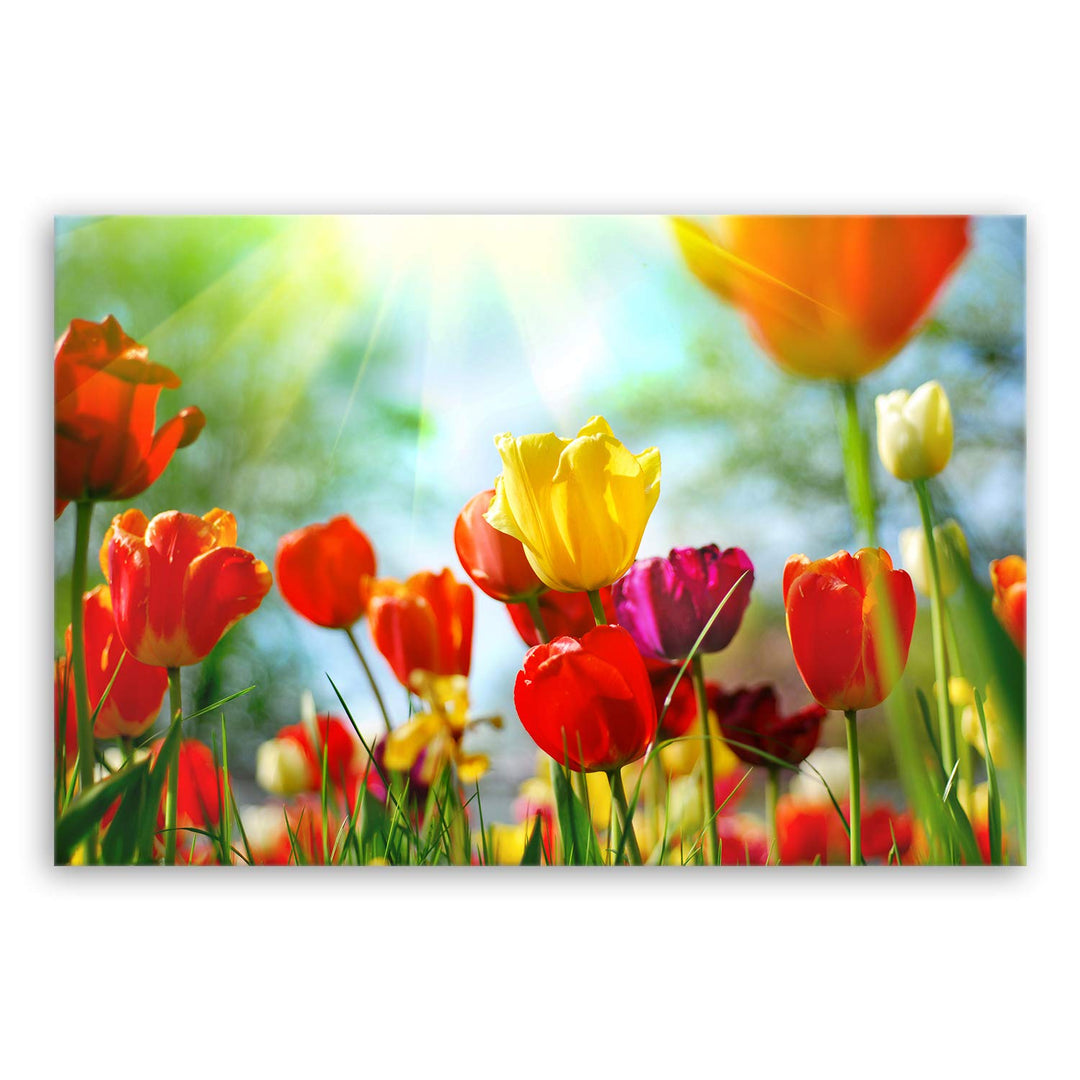 ge Bildet Bild auf Leinwand | Frühlings Tulpen in 120x80 cm als Wandbild XXL | Wand-deko Dekoration