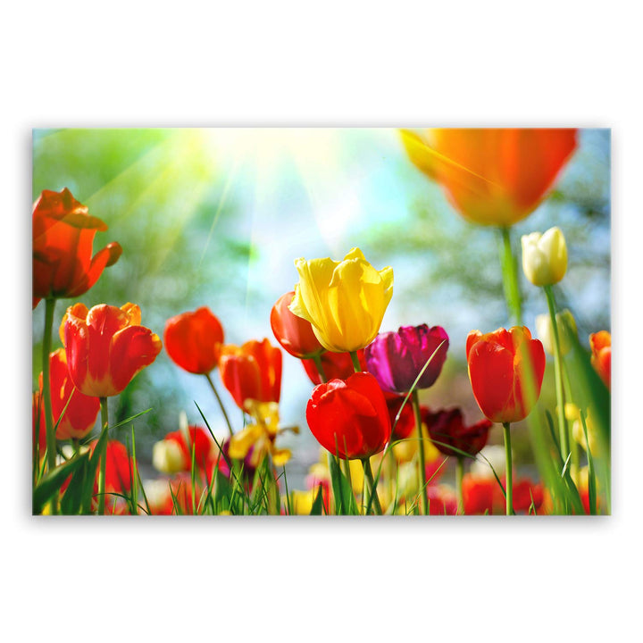 ge Bildet Bild auf Leinwand | Frühlings Tulpen in 120x80 cm als Wandbild XXL | Wand-deko Dekoration