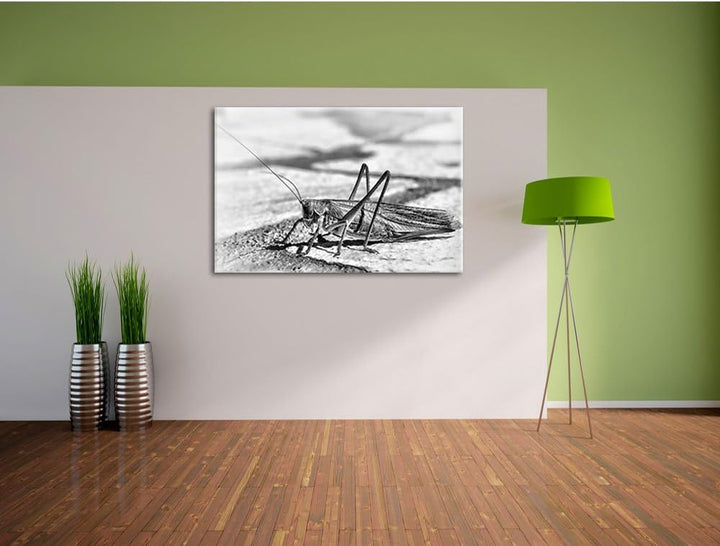 Pixxprint Elegante Heuschrecke / 100x70cm Leinwandbild bespannt auf Holzrahmen/Wandbild Kunstdruck D