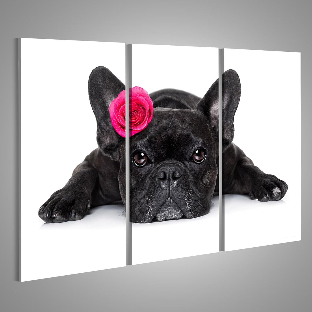 islandburner Bild auf Leinwand Französische Bulldogge Wandbild Poster Kunstdruck Bilder Format: 130x