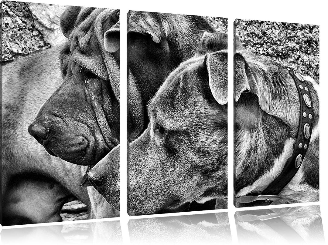 Pixxprint Zwei Hunde im Profil als Leinwandbild/Grösse: 3 Teilig (120x80) / Wandbild/Kunstdruck/fert