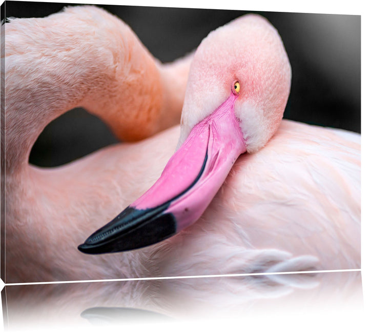 eleganter Flamingo schwarz/weiss Format: 100x70auf Leinwand, XXL riesige Bilder fertig gerahmt mit K