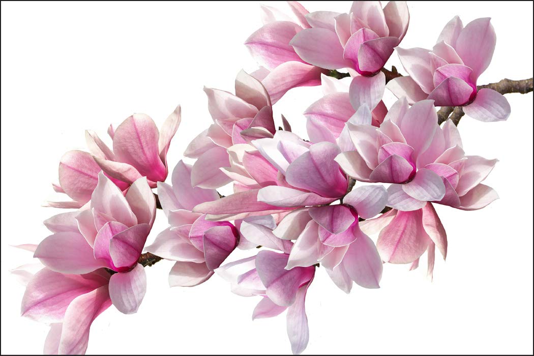 Muralo Fototapete Blumen 300 x 450 cm Vlies Tapete Wandtapeten Wohnzimmer Schlafzimmer Moderne Wandb