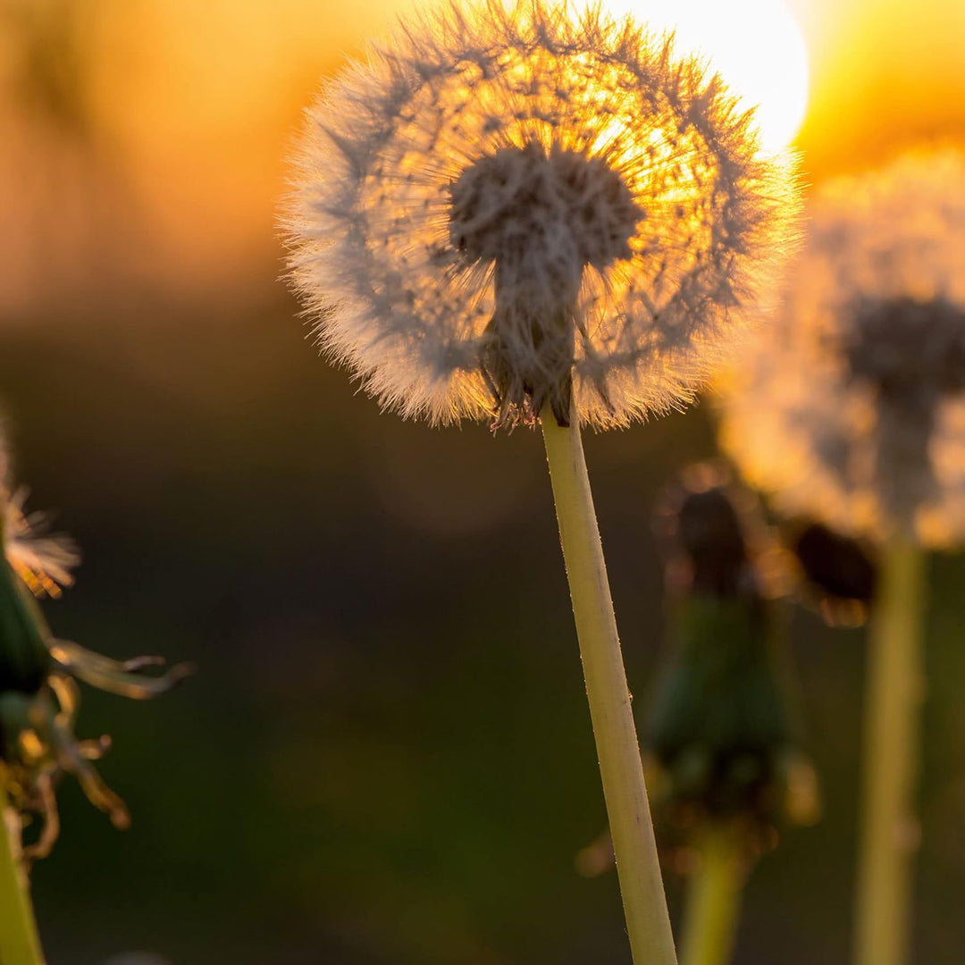 Pixxprint Glasbild | Wandbild auf Echtglas | Pusteblume | 50x50 cm | inkl. Aufhängung und Abstandsha