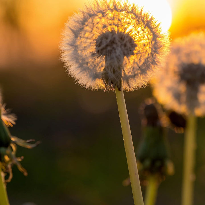 Pixxprint Glasbild | Wandbild auf Echtglas | Pusteblume | 50x50 cm | inkl. Aufhängung und Abstandsha