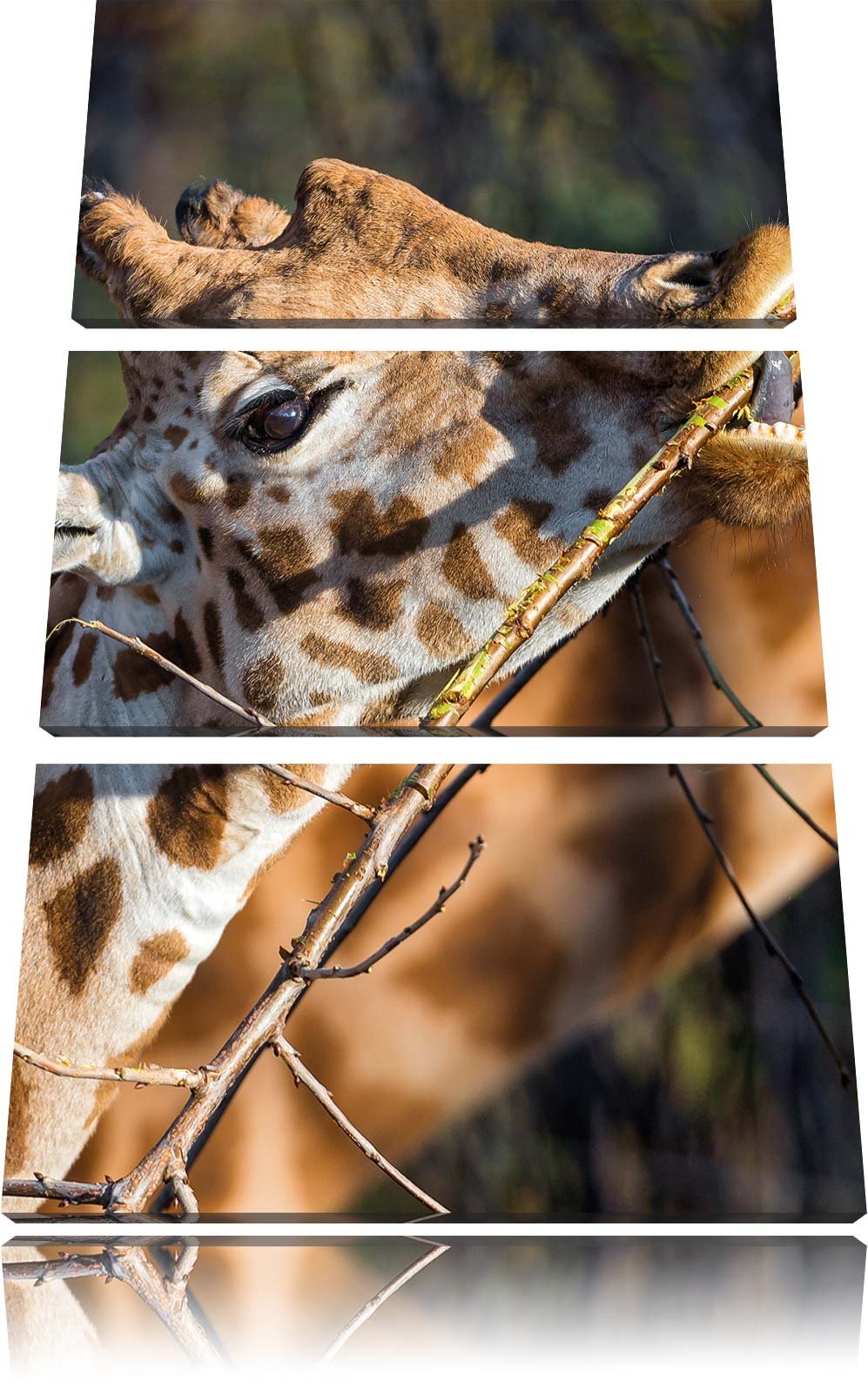 Pixxprint fressende Giraffe als Leinwandbild/Grösse: 3 Teilig (120x80) cm/Wandbild/Kunstdruck/fertig