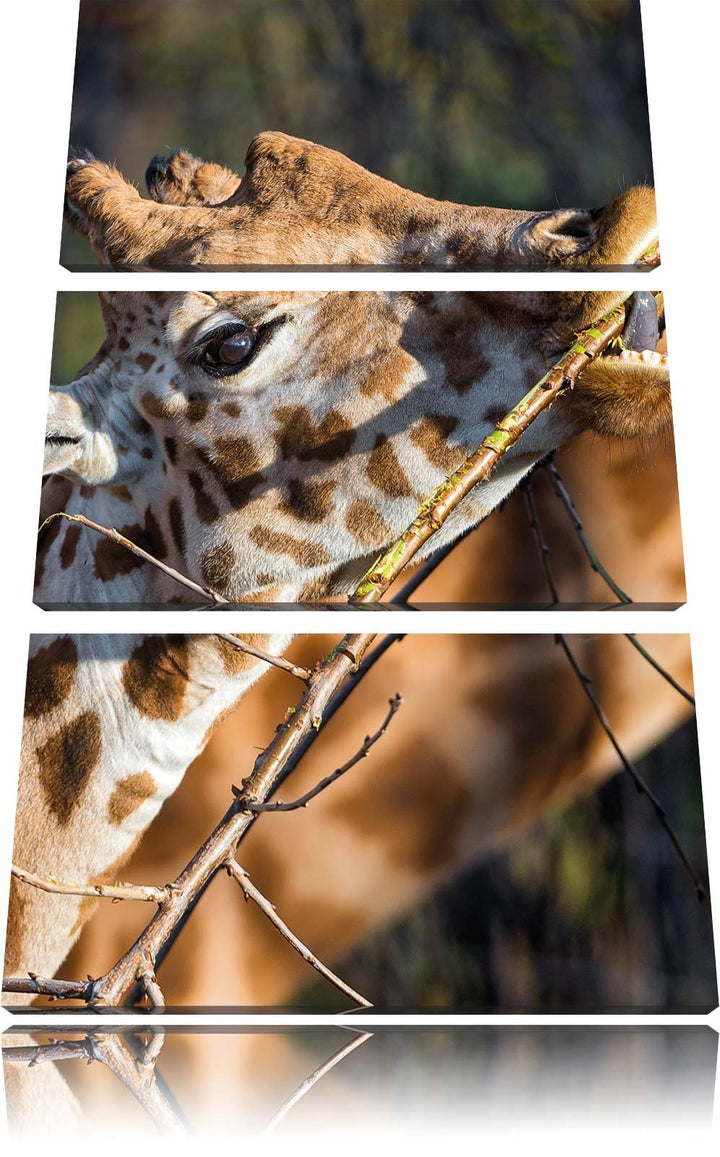 Pixxprint fressende Giraffe als Leinwandbild/Grösse: 3 Teilig (120x80) cm/Wandbild/Kunstdruck/fertig