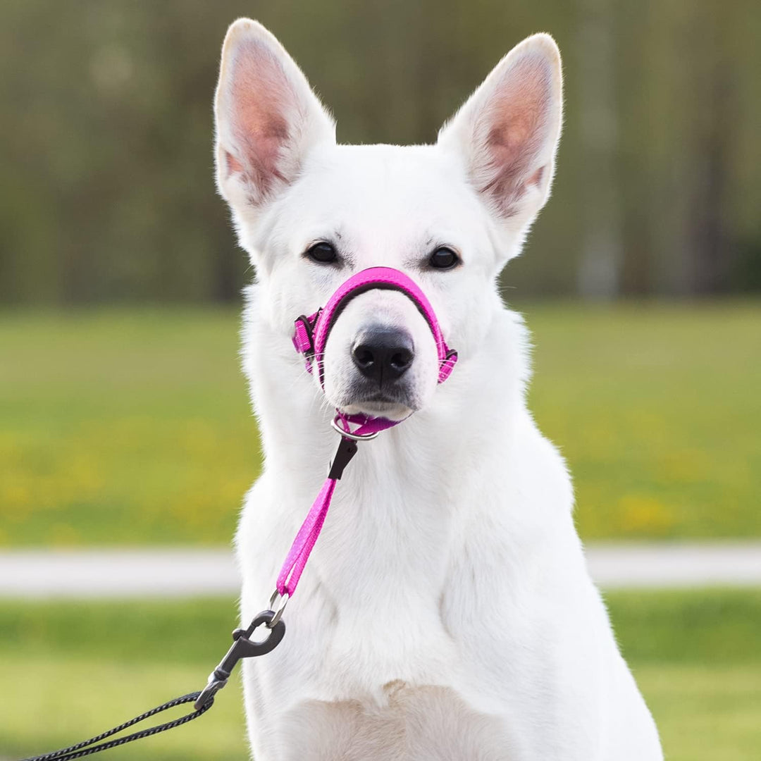 GoodBoy Halfter für Hunde, Nylon, Rosa, 2 Stück 2 Rosa Nylon / schwarze Polsterung, 2 Rosa Nylon / s