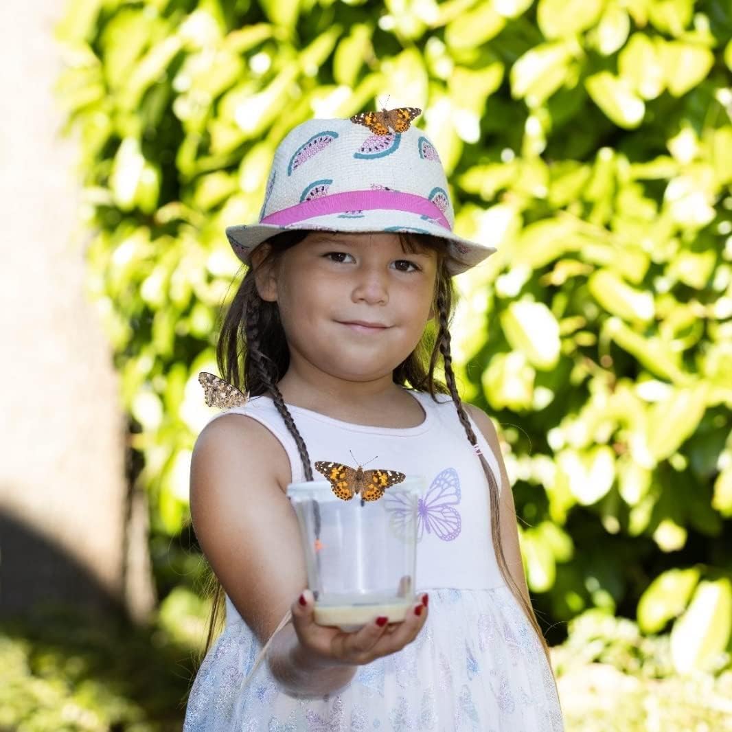 Schmetterlingszucht-Set für Kinder / Erwachsene | Schmetterlinge züchten [Erfolgsgarantie] | Heimisc