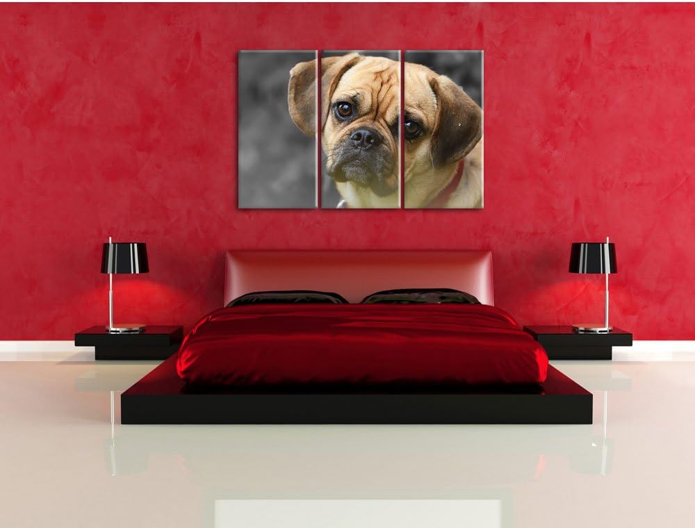 Pixxprint fragend schauender Mops Welpe B&W Detail 3-Teiler Leinwandbild 120x80 Bild auf Leinwand