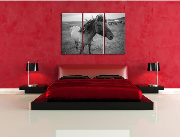 Isländer Pferde in der Wildnis als Leinwandbild/Grösse: 3 Teilig (120x80 cm) cm/Wandbild/Kunstdruck/