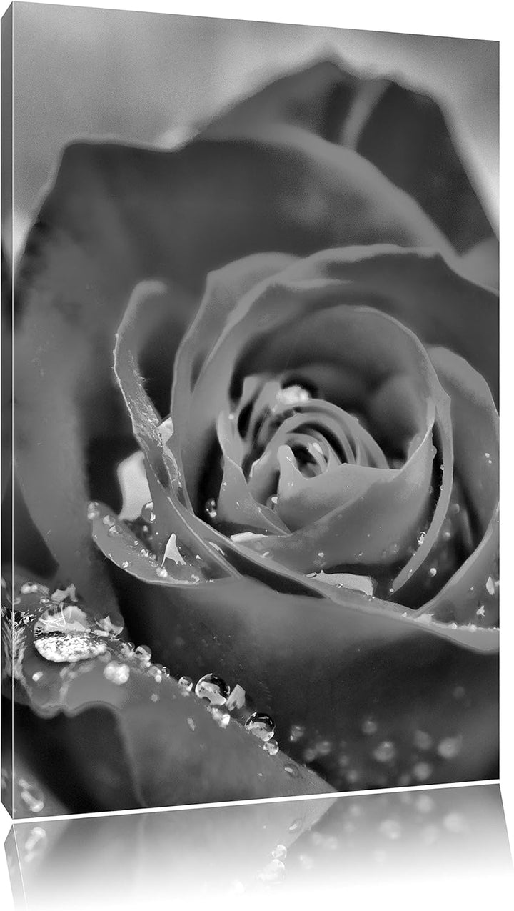 Monocrome, Prächtige rote Rose mit Wassertropfen, Format: 100x70 auf Leinwand, XXL riesige Bilder fe