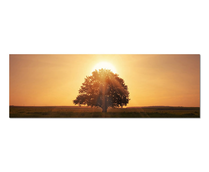 Paul Sinus Art Panoramabild auf Leinwand und Keilrahmen 150x50cm Wiese Baum Dämmerung Sonnenuntergan
