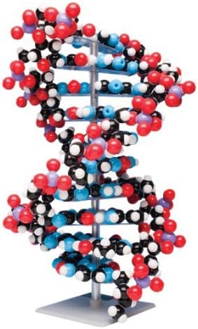 Riesen DNA
