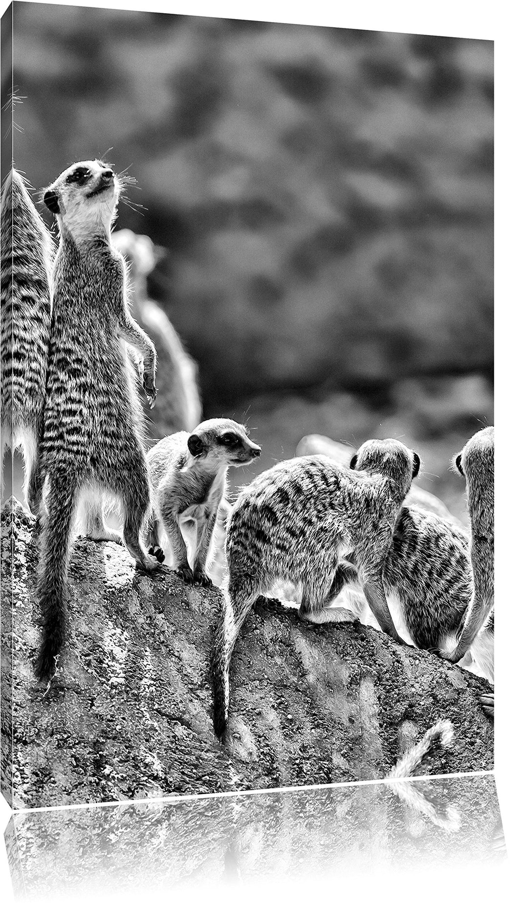 Pixxprint grosse Erdmännchen Familie als Leinwandbild/Grösse: 100x70 / Wandbild/Kunstdruck/fertig be