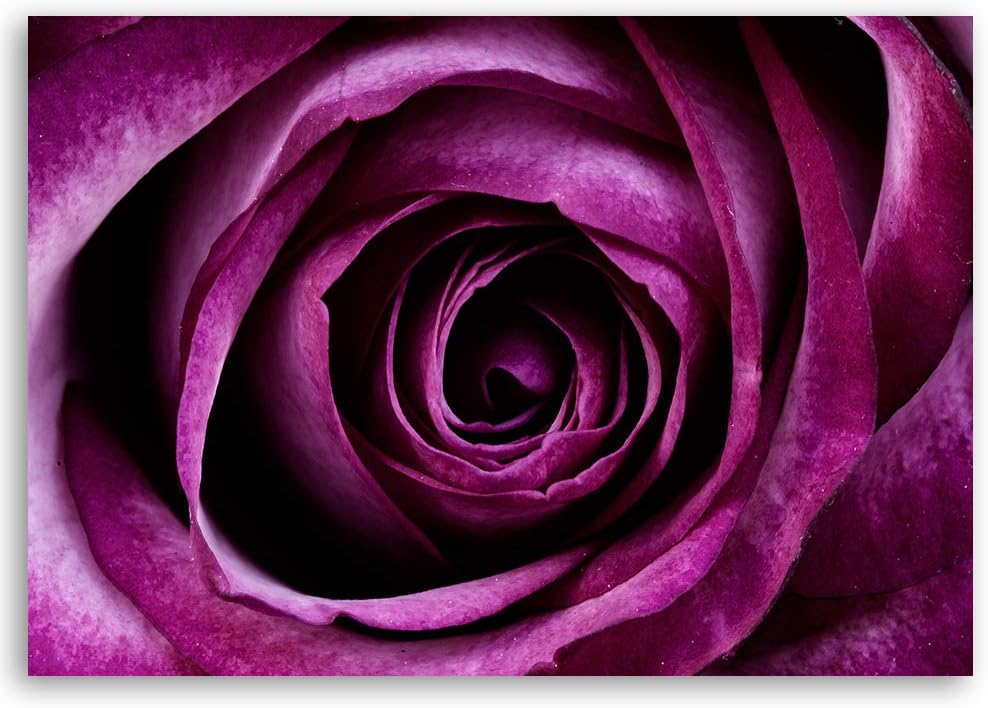 Feeby Bild auf Leinwand Rose Kunstdruck modern Pflanze Violett 80x60 cm M14560 80x60 cm, M14560 80x6