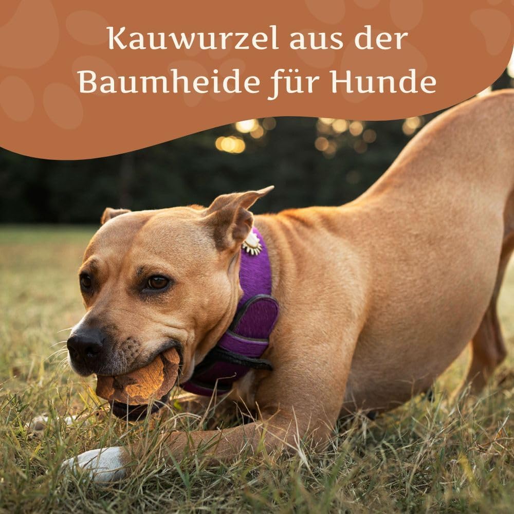 Wildfang® 3 Kauwurzel Hund (Grösse M) – Natürliches Kauholz aus Baumheide – Langlebiges & splitterfr