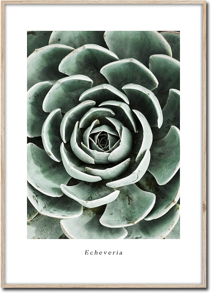 STYLER Rahmenbild Echeveria | Artbox Wandbild | Bild mit Holz Rahmen Optik Framepic | Pflanze aus Me