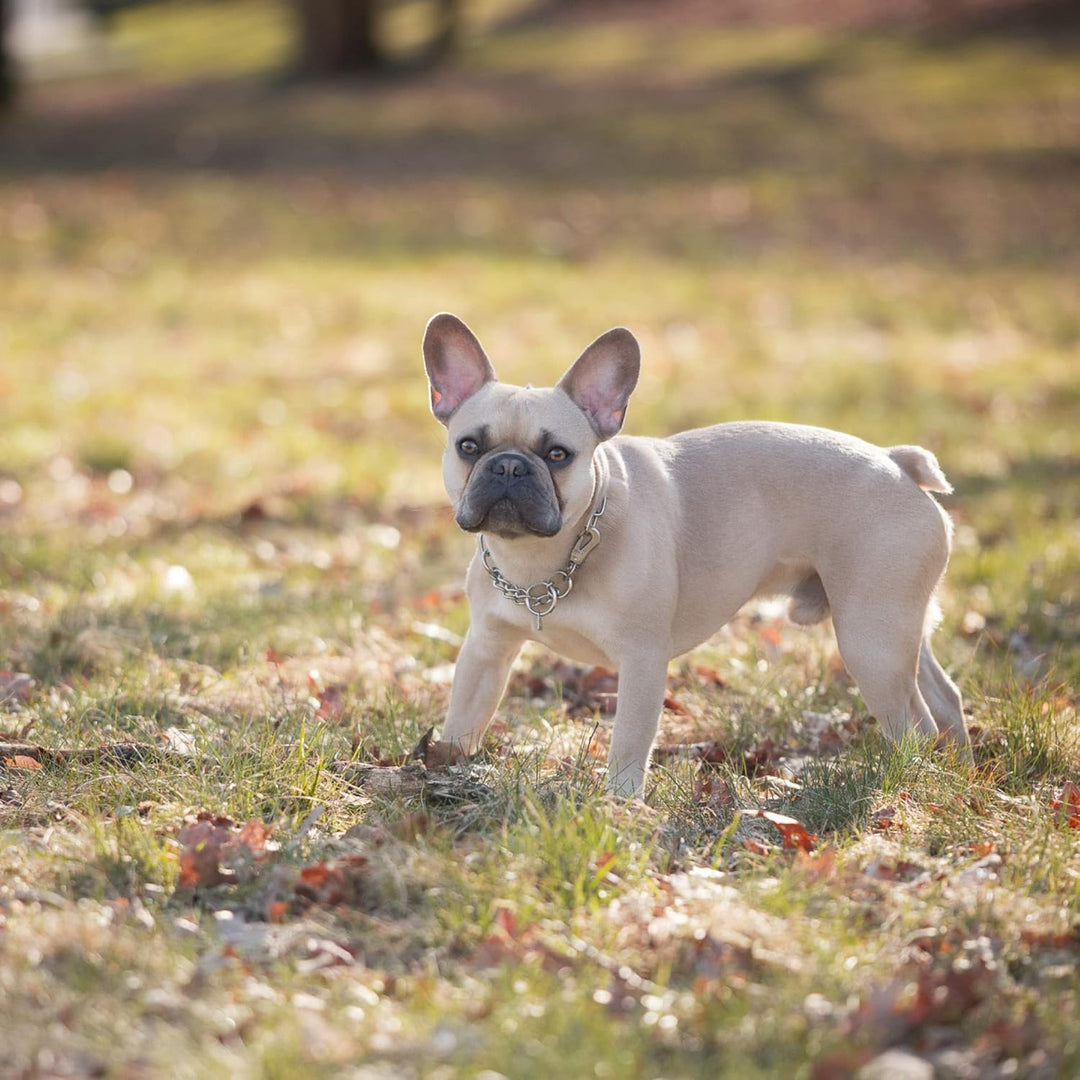 Sprenger Kettenhalsband für Hunde aus Edelstahl mit Haken und Zugbegrenzung I Hundehalsband m mit ex