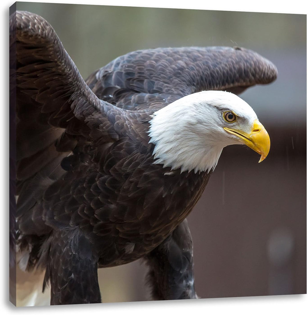 Pixxprint Adler, Format: 70x70 auf Leinwand, XXL riesige Bilder fertig gerahmt mit Keilrahmen, Kunst