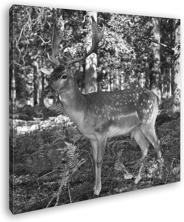 deyoli Bezaubernder Hirsch im Wald im Format: 70x70 Effekt: Schwarz&Weiss als Leinwandbild, Motiv au