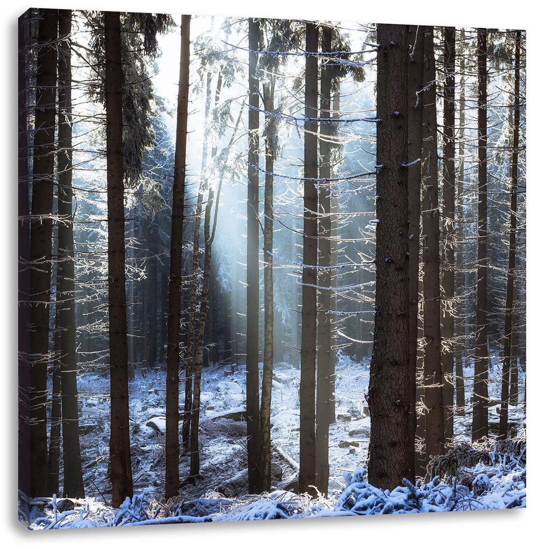 Pixxprint Winterwald, Format: 70x70 auf Leinwand, XXL riesige Bilder fertig gerahmt mit Keilrahmen,