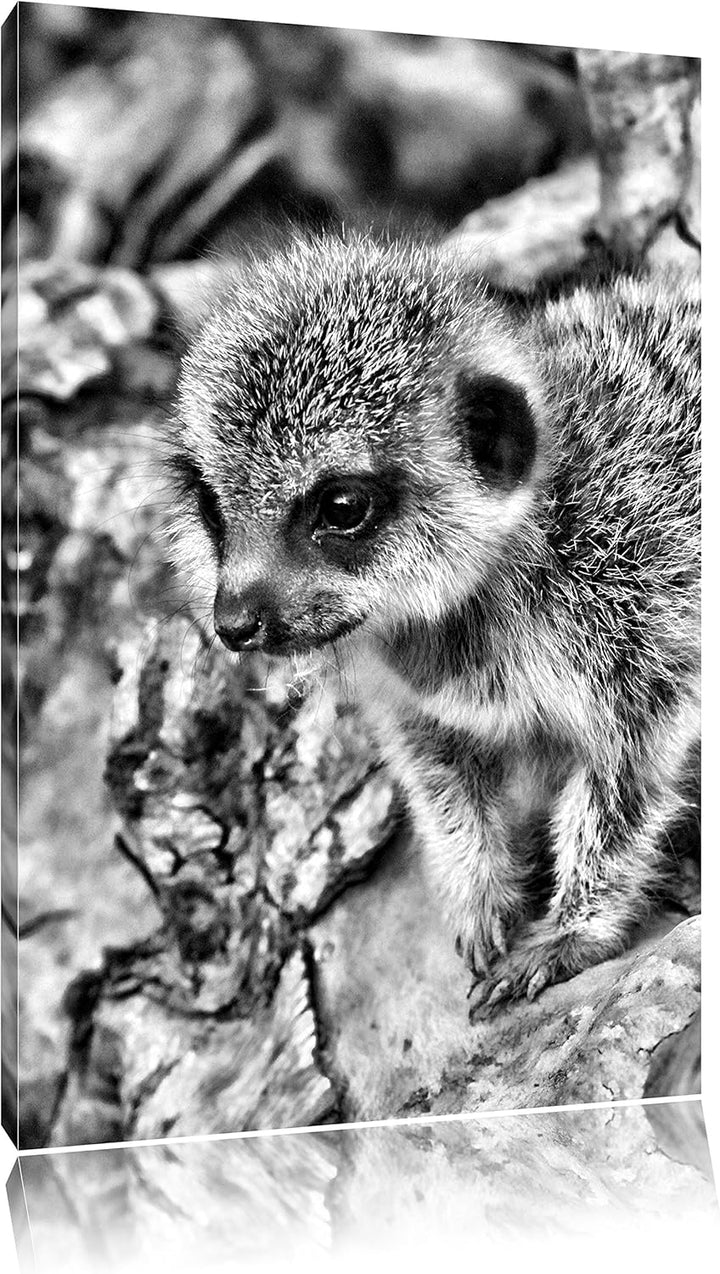 Pixxprint junges Erdmännchen auf Baum als Leinwandbild/Grösse: 100x70 / Wandbild/Kunstdruck/fertig b
