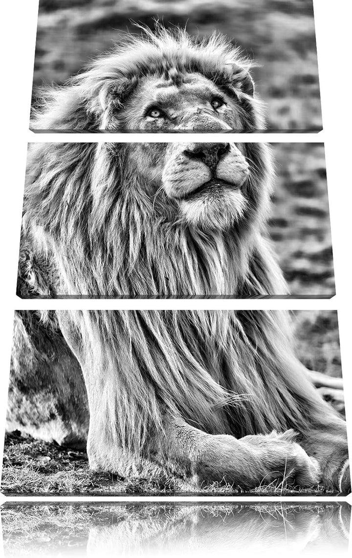 Pixxprint anmutiger weisser Löwe als Leinwandbild/Grösse: 3 Teilig (120x80) / Wandbild/Kunstdruck/fe